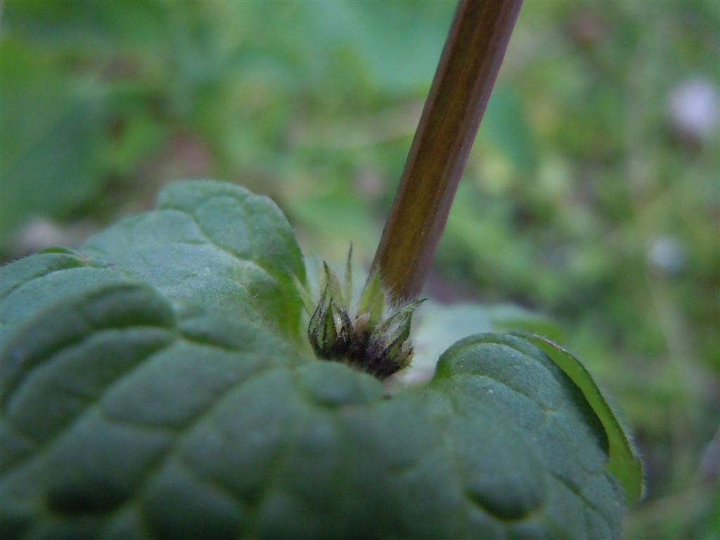 Pianta piumino - Lamium amplexicaule